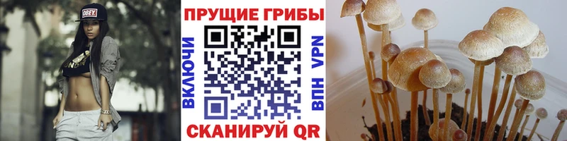 закладки  Салаир  Галлюциногенные грибы прущие грибы 